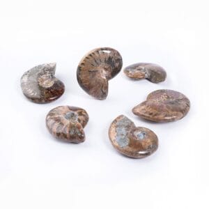 Polished Ammonite Fossils