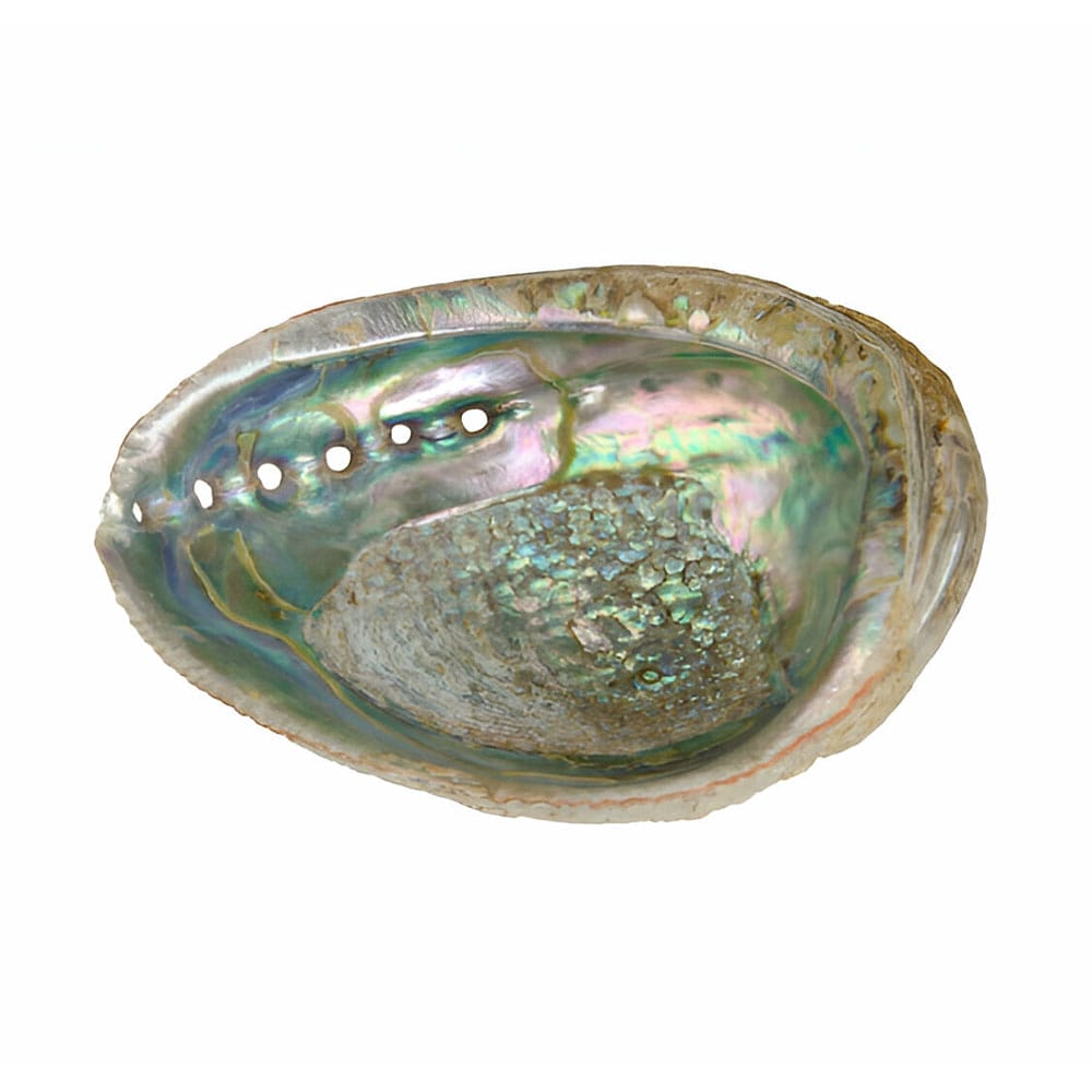 Abalone Shell
