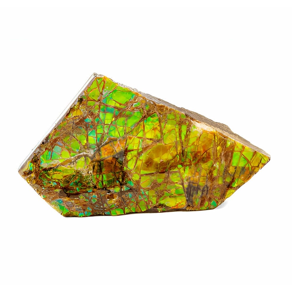 Ammolite
